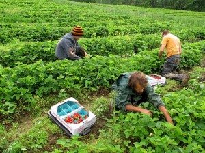 early morning strawberry picking