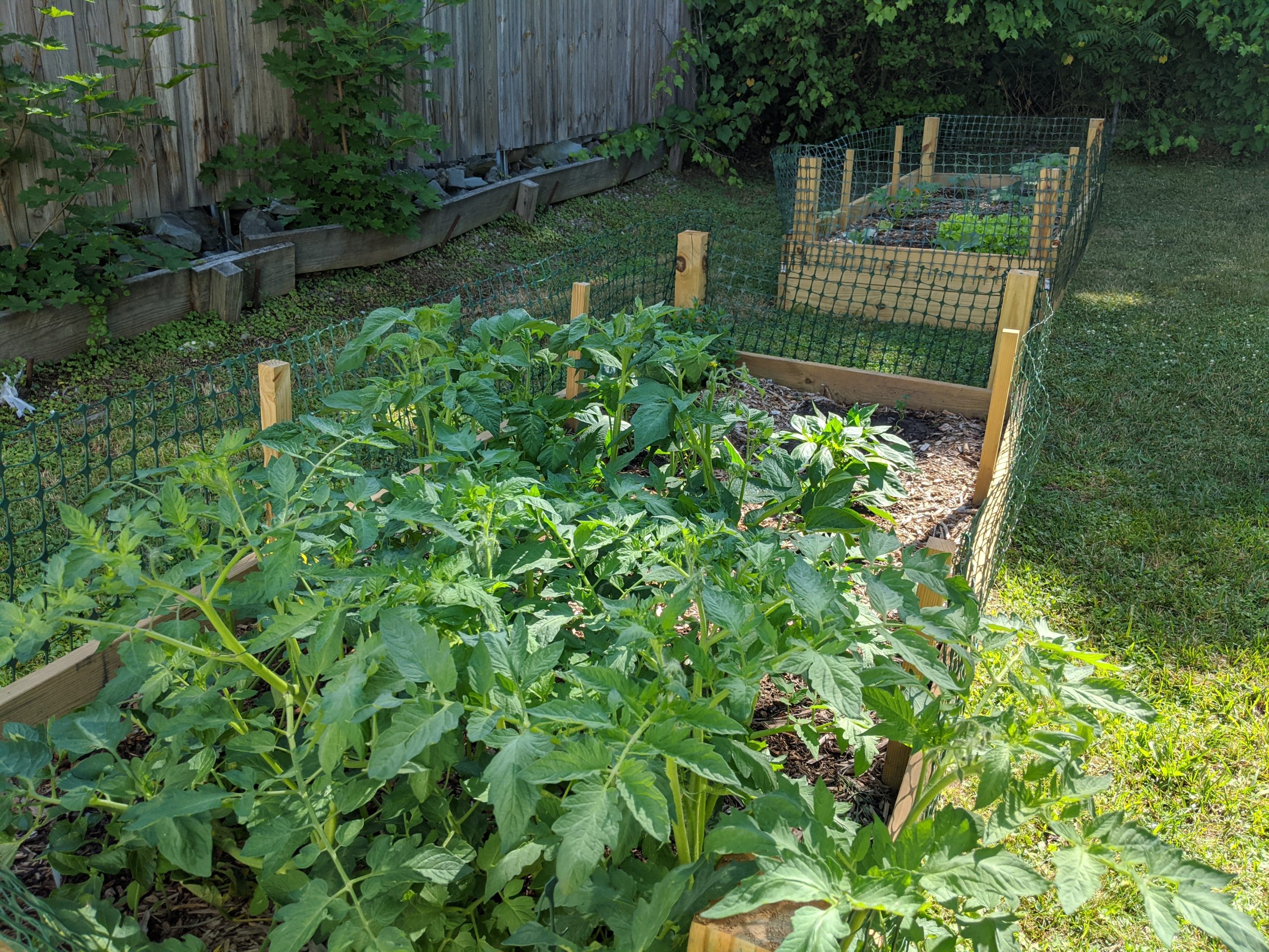 Square Foot Gardening – VINES, image size:2560x1920