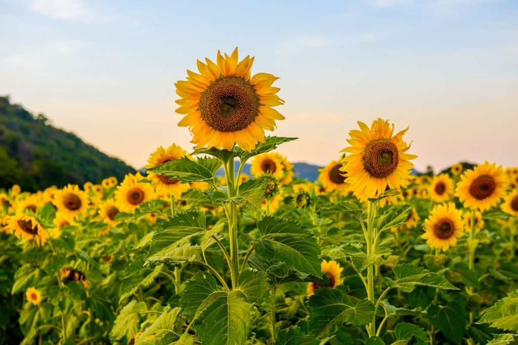 sunflowers rocco